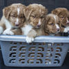 Basket of Kiva puppies