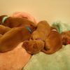puppy group 29.10.12